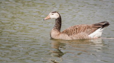 Yerli ve Kanadalı kaz melezi