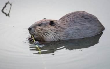 Vahşi doğada kunduz