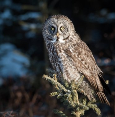 Büyük gri baykuş vahşi doğada, alberta, Kanada