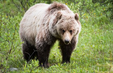 Vahşi doğada boz ayı