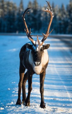 Vahşi doğada nesli tükenmekte olan dağ ren geyikleri