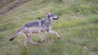 Vahşi doğadaki gri kurt, Jasper, Kanada