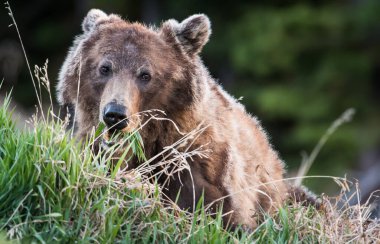 Vahşi doğada boz ayı