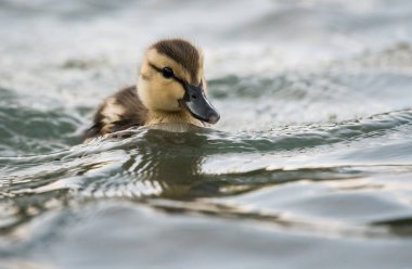 Yaban ördeği doğada