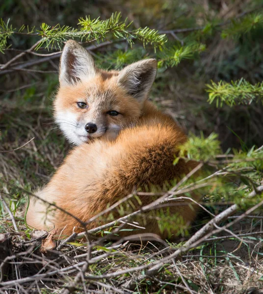 Söta Röda Rävar Gräs Parken — Stockfoto