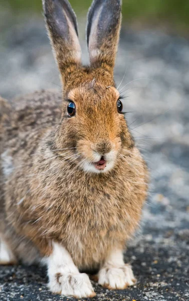 Yaban Tavşanı — Stok fotoğraf