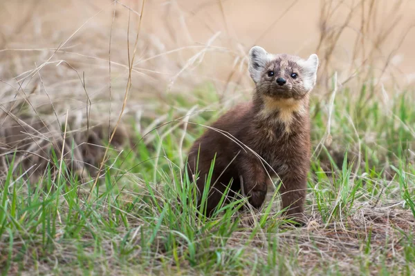 Pine Marten Sentado Árvore Banff National Park Alberta Canadá — Fotografia de Stock