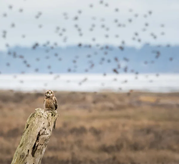 Hibou Des Marais Dans Nature — Photo