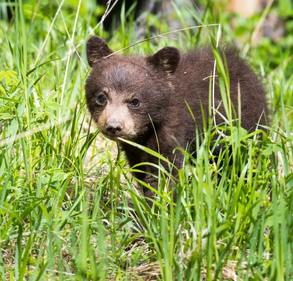 Schwarzbärenfamilie Freier Wildbahn — Stockfoto