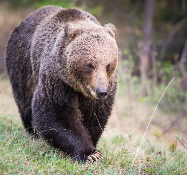 Kanadský Medvěd Grizzly Divočině — Stock fotografie