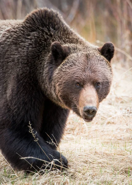 Orso Grizzly Natura — Foto Stock