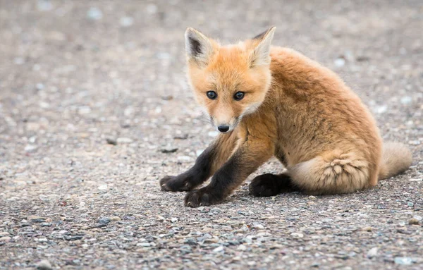 Malerischer Blick Auf Den Schönen Rotfuchs Park — Stockfoto