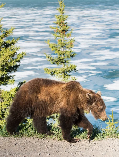 Medvěd Grizzly Divočině — Stock fotografie