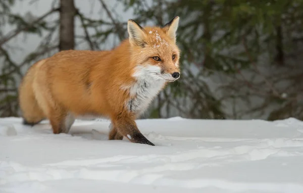 Scenic View Beautiful Red Fox Park — Stock Photo, Image