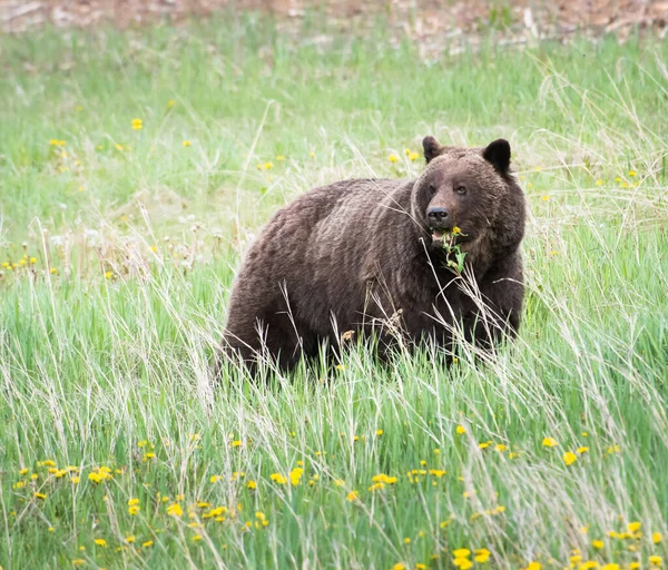 Urso Pardo Pardo Natureza Selvagem — Fotografia de Stock