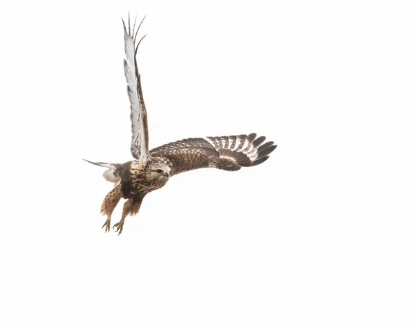 Malowniczy Widok Rough Legged Hawk Dzikiej Przyrody — Zdjęcie stockowe