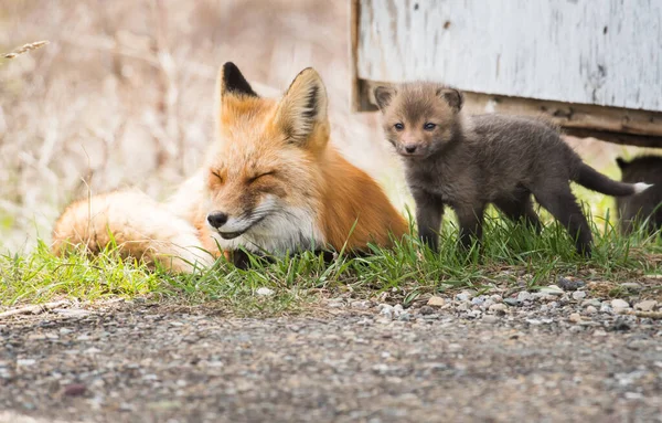 Rödräv Naturen — Stockfoto