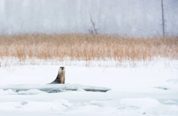 Lontra Fiume Inverno — Foto Stock