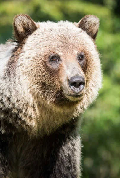 Grizzly Beer Het Wild — Stockfoto