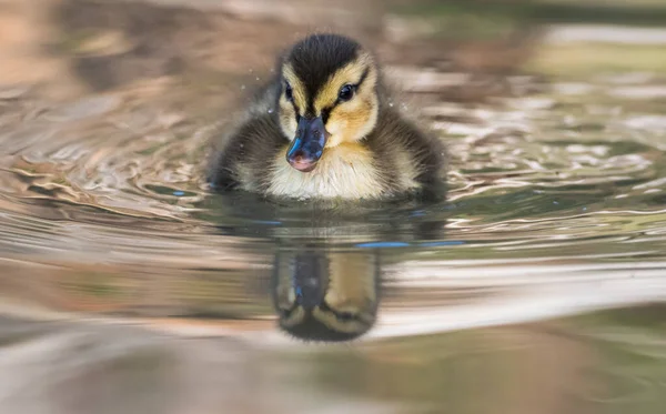 Entlein Freier Wildbahn — Stockfoto