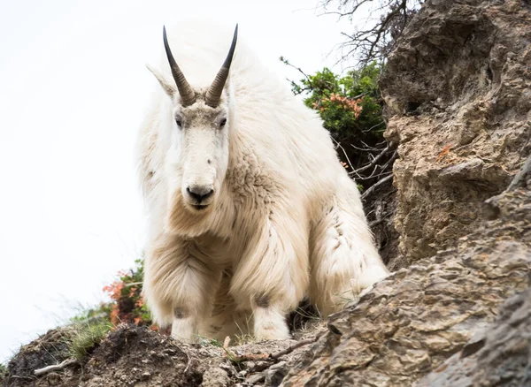 Mountain Goat Het Wild Nationaal Park Jasper Canada — Stockfoto