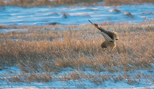 Hibou Des Marais Dans Nature Sauvage — Photo