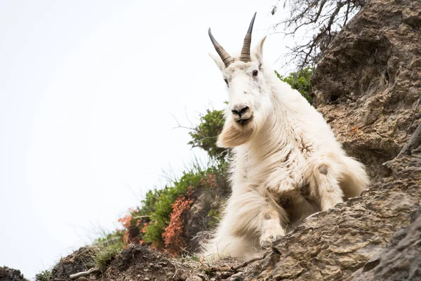 Dağ Keçisi Vahşi Ulusal Park Jasper Kanada — Stok fotoğraf