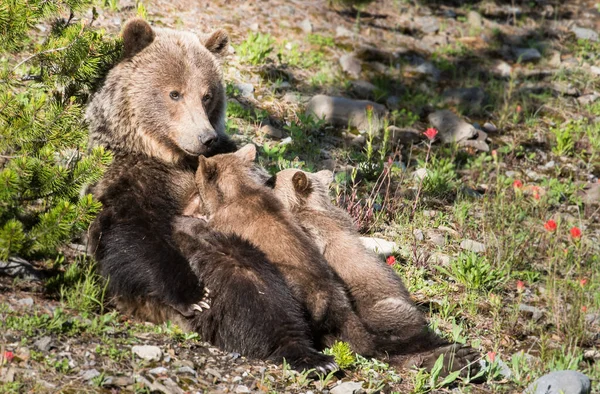 Medvěd Grizzly Divočině — Stock fotografie