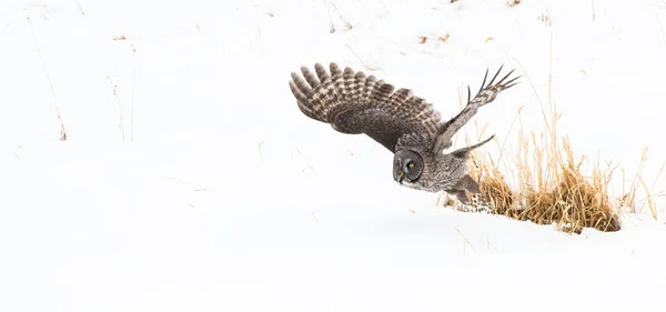 Grand Hibou Gris Dans Nature Sauvage Alberta Canada — Photo