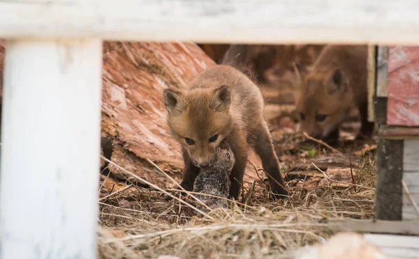 Söta Röda Rävar Tillsammans Fångade Parken — Stockfoto