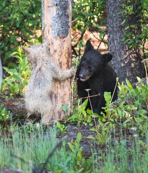 Família Urso Preto Natureza — Fotografia de Stock