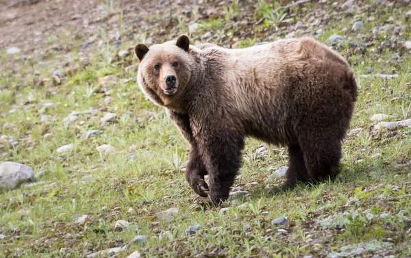 Grizzly Medve Vadonban — Stock Fotó