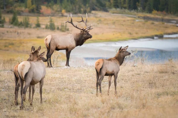 Elk Rut — Stock Photo, Image