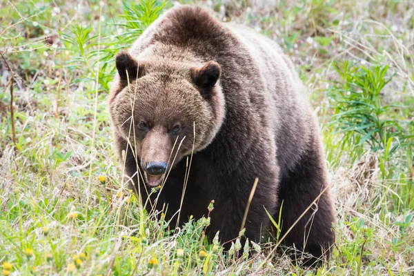 Urso Pardo Natureza — Fotografia de Stock