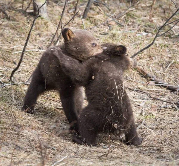 Filhote Urso Preto Natureza — Fotografia de Stock