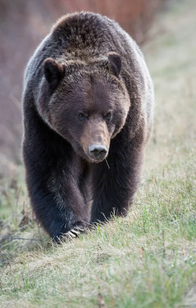 Kanadischer Grizzlybär Freier Wildbahn — Stockfoto