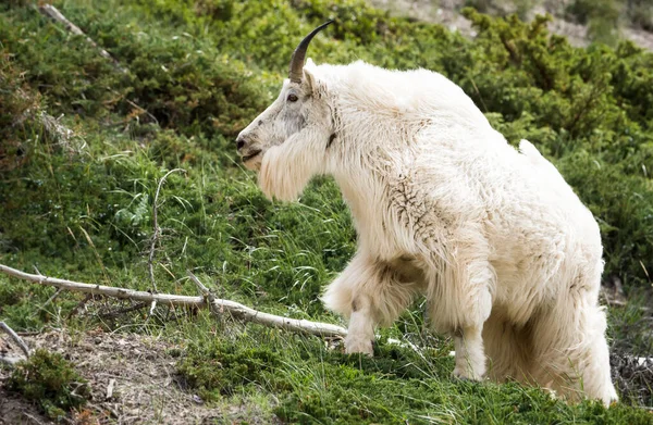 Cabra Montaña Salvaje Parque Nacional Jaspe Canada —  Fotos de Stock