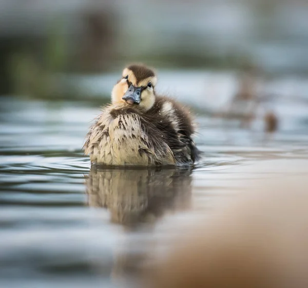 Mallard Duck Wild — Stock Photo, Image