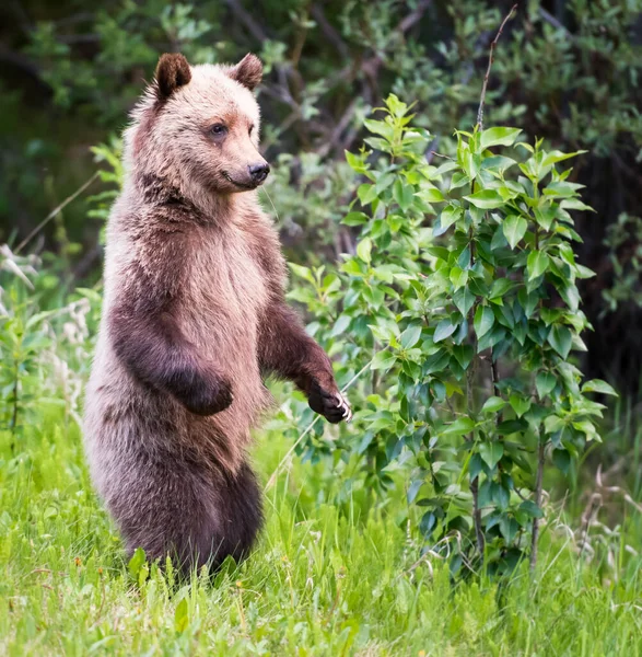 Грізлі Ведмеді Дикій Природі — стокове фото