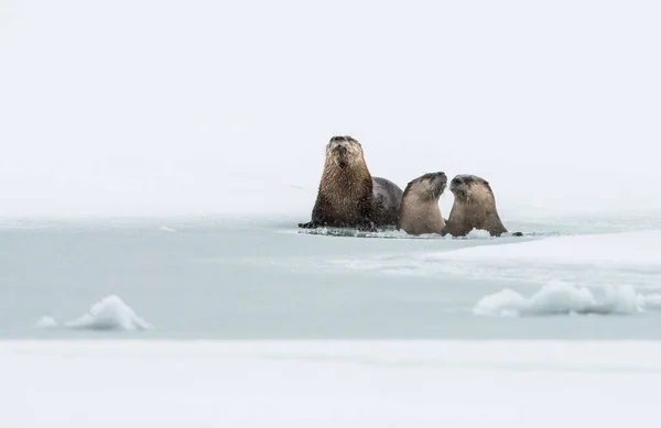 冬の川のカワウソ — ストック写真