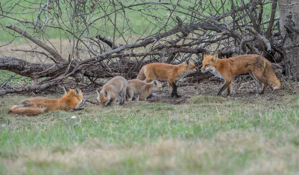 Schattige Rode Vossen Samen Gevangen Park — Stockfoto