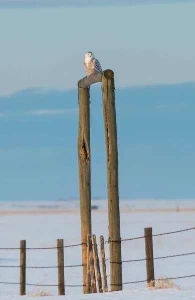 Coruja Nevada Natureza Selvagem — Fotografia de Stock