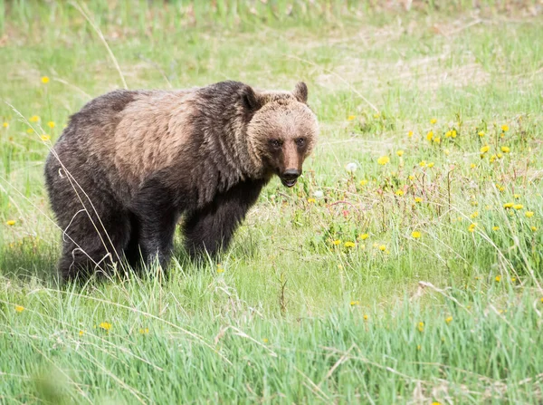 Orso Grizzly Natura — Foto Stock