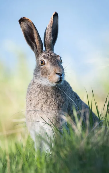 Lièvre Amérique Dans Nature — Photo