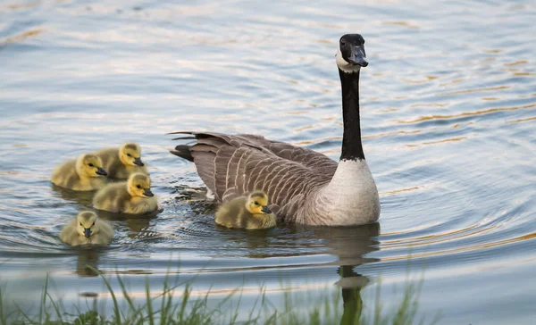 Canada Geese Family Wild — Stock Photo, Image