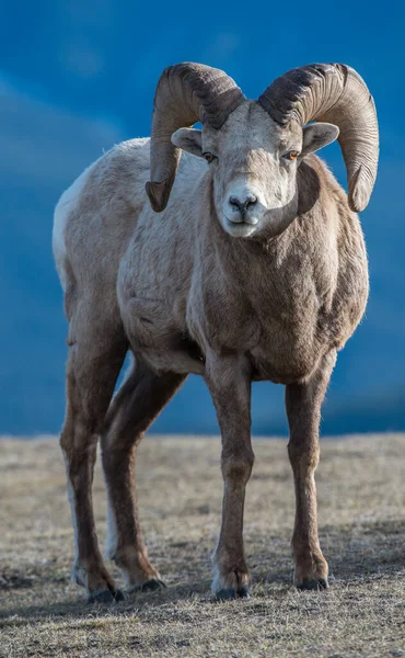 Bighorn Ovelhas Natureza — Fotografia de Stock