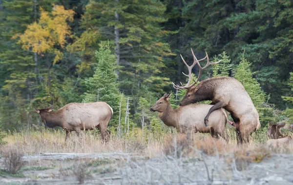 Wapiti Dans Nature — Photo