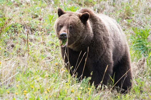 Urso Pardo Natureza — Fotografia de Stock