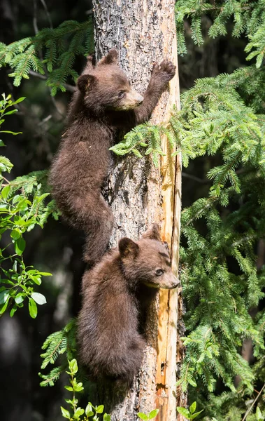 Família Urso Preto Natureza — Fotografia de Stock