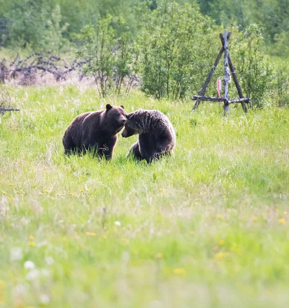 Grizzly Beer Het Wild — Stockfoto